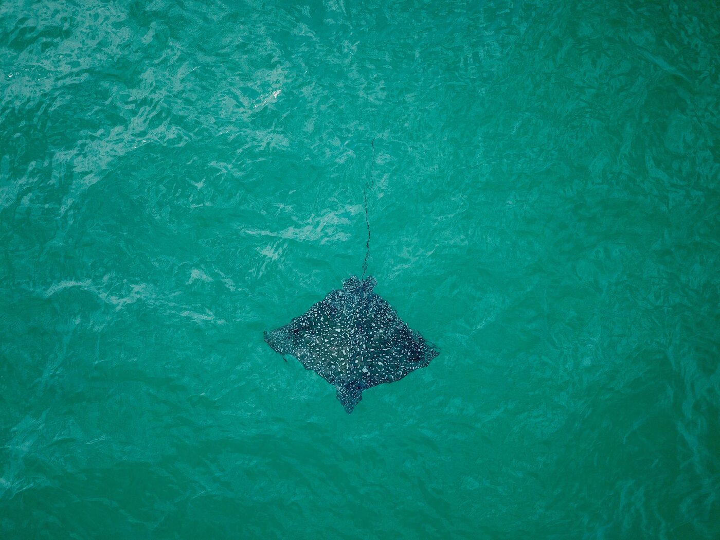 The Shadow at Santa Rosa Beach