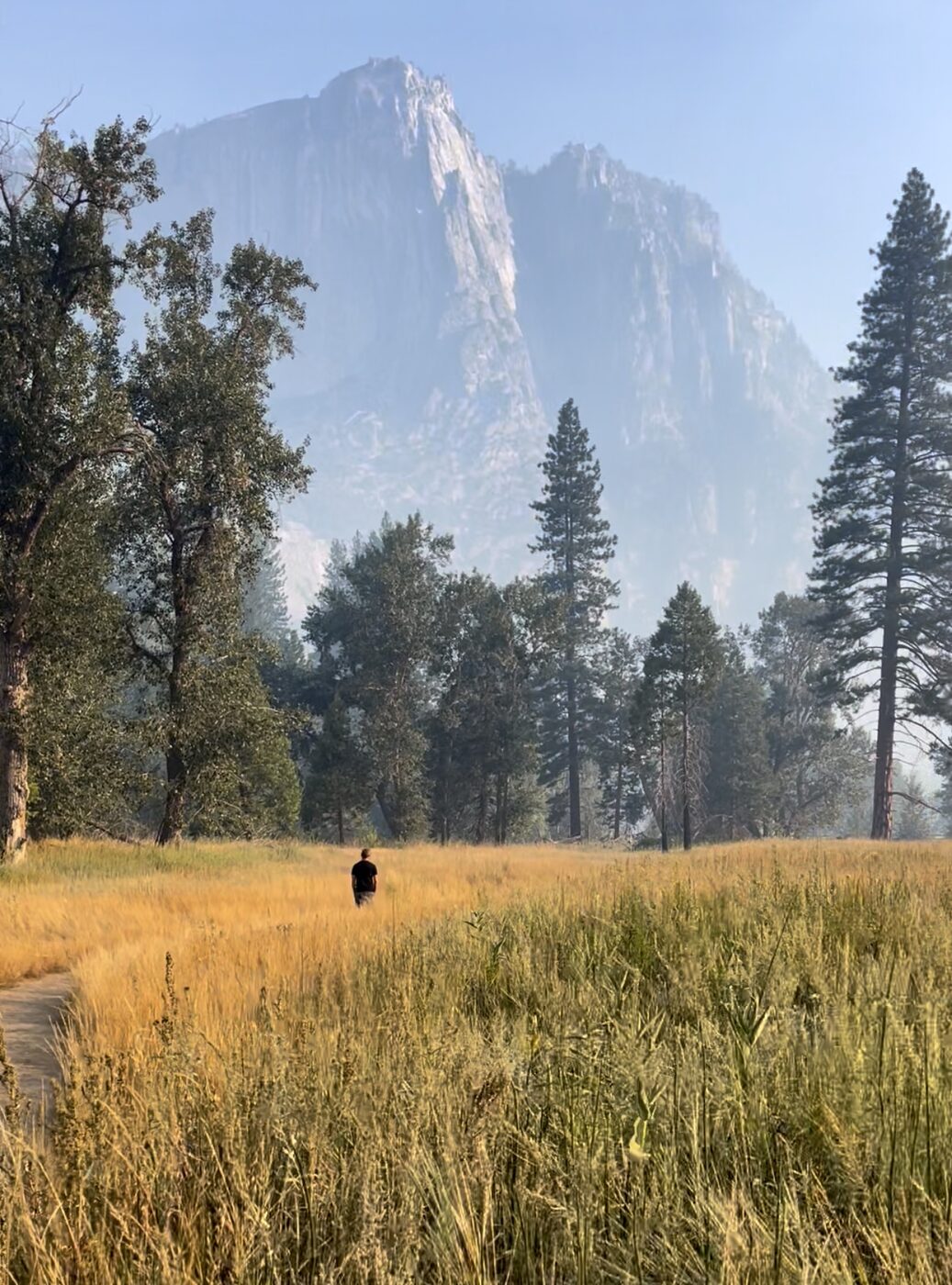 Walking alone through tall golden grass in Yosemite Valley