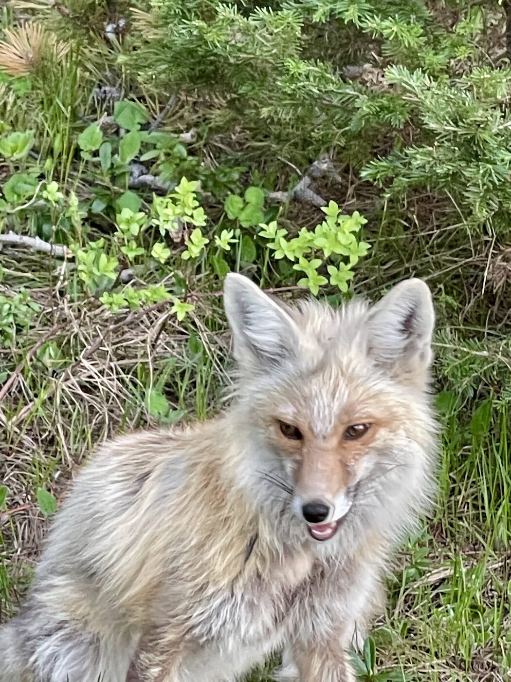 The fox, Grand Teton
