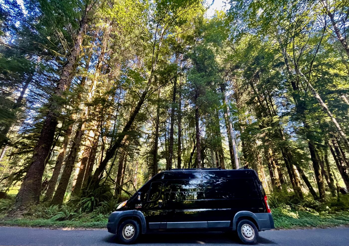 Parked under the redwoods