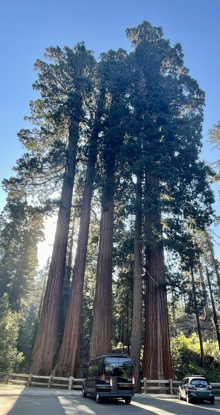 The van among the giant sequoias